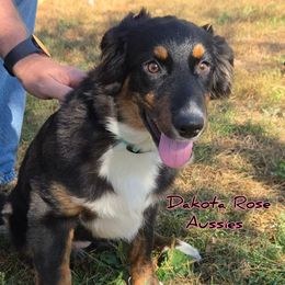 Juniper - Black tri-color female Australian Shepherd puppy in Burbank, South Dakota from Dakota Rose Aussies