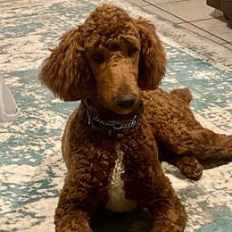 Kodi - Poodle
