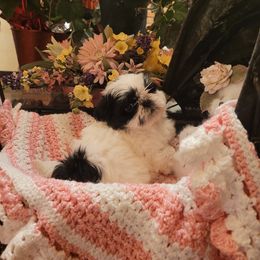 Girl 2 - Shih Tzu puppy in Ontario, Oregon from Keeper of the Stars