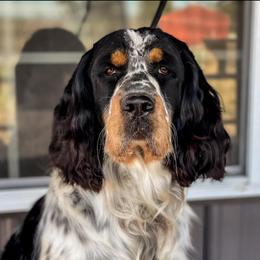 Macintosh - English Springer Spaniel