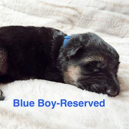 Blue Boy - Black and red male German Shepherd puppy in Buxton, Oregon from Buxton Oregon Shepherds