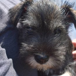 Girl 1 - Salt and pepper Miniature Schnauzer puppy in Alabama from Imperial Schnauzers