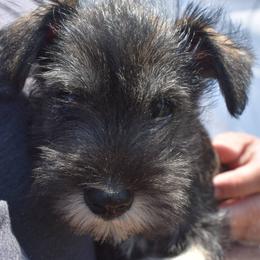 Girl 1 - Salt and pepper Miniature Schnauzer puppy in Alabama from Imperial Schnauzers