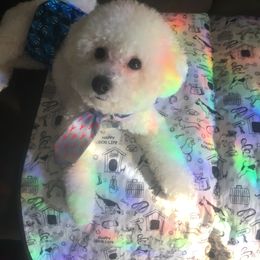 Teddy - Bichon Frise