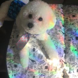 Teddy - Bichon Frise