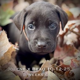 Mr Orange - Chocolate male Labrador Retriever puppy in Portland, Tennessee from Whiskey Ridge Retrievers
