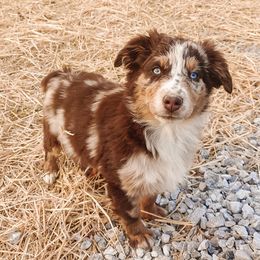 Australian Shepherds from Stormy Creek Aussies