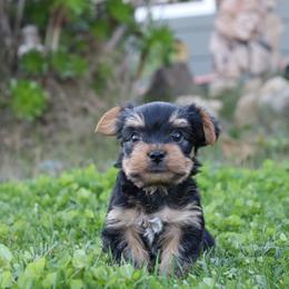 Yorkshire Terrier Puppies from Mr.Yorkie