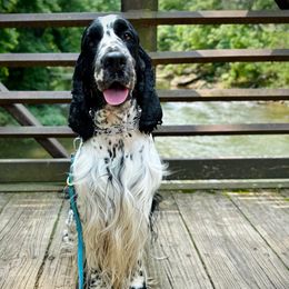 Eli - English Springer Spaniel