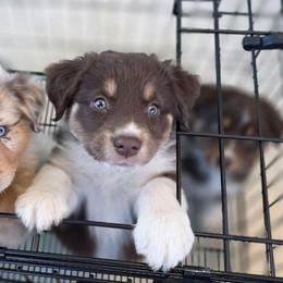 Morgan Girl 6 - Red tri-color female Australian Shepherd puppy in Solon, Maine from Mountain Range Australian Shepherds