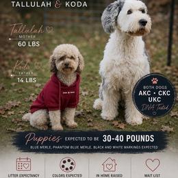 Sheepadoodle puppies from Love Tallulah Sheepadoodles LLC