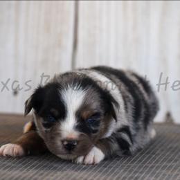 Girl 1 - Blue merle female Australian Shepherd puppy in Lubbock, Texas from Texas Bluebonnet Herders