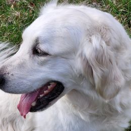 PENUMBRA - Golden Retriever