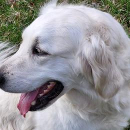 PENUMBRA - Golden Retriever