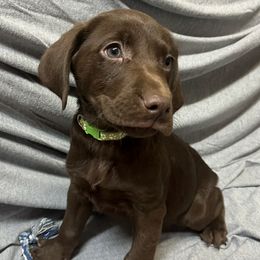 Labrador Retrievers from Lincoln County Labradors LLC