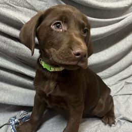Labrador Retrievers from Lincoln County Labradors LLC