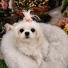 Lollipop - Maltese