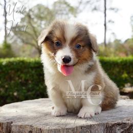 Slate (Male 3) Fluffy - Sable male Pembroke Welsh Corgi puppy in Straughn, Alabama from Magnolia Creek Corgis