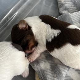 Yorkshire Terrier Puppies from Behrens_Beauties