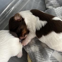 Yorkshire Terrier Puppies from Behrens_Beauties