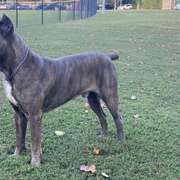 Cane Corso from Davenport Kennel Club