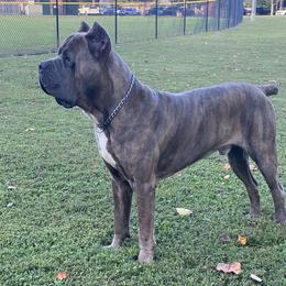 Cane Corso from Davenport Kennel Club
