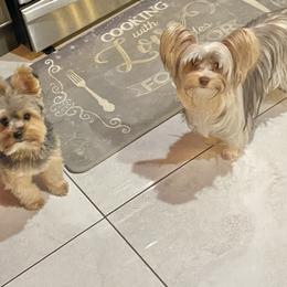 Bambi - Yorkshire Terrier