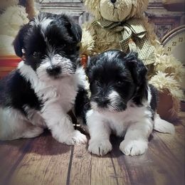 Miniature Schnauzer Puppies from Country Charm Mini Schnauzers