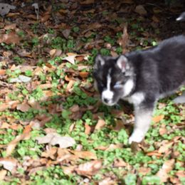 Siberian Husky Puppies from Dreamers Mile