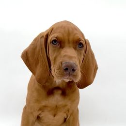 Boy 2 - Vizsla puppy in California from True Heritage Vizsla kennel