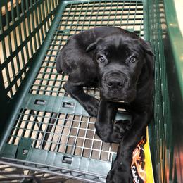 Cane Corso Puppies from Arcana Cane Corso