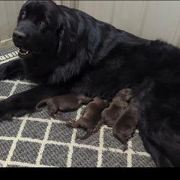 Brown Newfoundland Female 2 - Brown female Newfoundland puppy in Burfordville, Missouri from Umfleet Farms