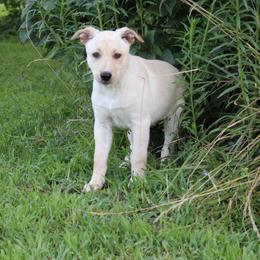 Carolina Dog Puppies from Williams Sweet Carolina