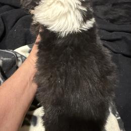Glacier - Black and white male American Corgi puppy in Heyworth, Illinois from Schumaker Corgis