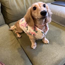 Dachshund Puppies from Northwest Dachshunds