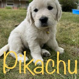 Golden Retriever Puppies from English Creams of Morningstar