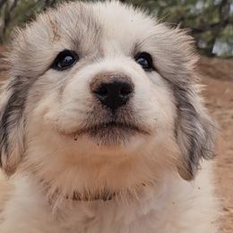 Akita and Great Pyrenees from WeVolution Off-Grid Eco Farm