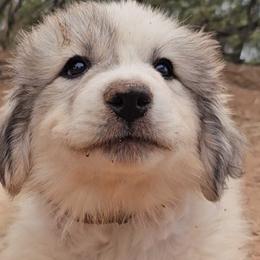 Akita and Great Pyrenees from WeVolution Off-Grid Eco Farm