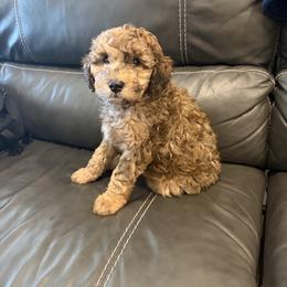 Goldendoodle and Poodle Puppies from Gentle Paw Goldendoodles