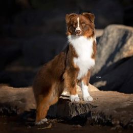 Creed - Miniature American Shepherd