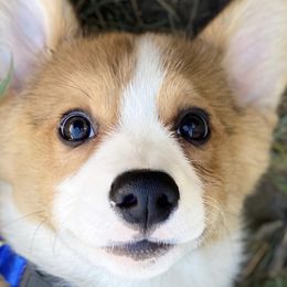 Cardigan Welsh Corgis and Pembroke Welsh Corgis from MD Corgis