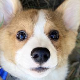 Cardigan Welsh Corgis and Pembroke Welsh Corgis from MD Corgis
