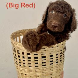 McIntosh - Brown male Poodle puppy in Julian, California from Above the Pines Poodles