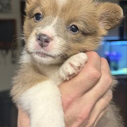 Boy 2 - Red male Pembroke Welsh Corgi puppy in Clifton, Texas from K&N Corgis