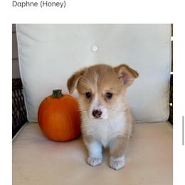 Daphne (Honey) - Red female Pembroke Welsh Corgi puppy in Urbana, Ohio from Edgewood Farm and Kennel