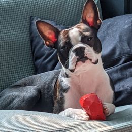 Boston Terriers from Sequoia Kennels