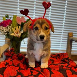 Perry The Penguin- Green Collor - Sable male Pembroke Welsh Corgi puppy in Olathe, Colorado from Rocking LJ Breeding