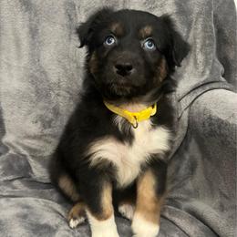 Opal Girl-2 - Black tri-color female Australian Shepherd puppy in Mena, Arkansas from Fat-Bottom Farms