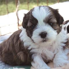 Bruiser - Brown male Shichon puppy in Pennsylvania from Manor Hills Shih Tzus