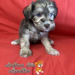 PEARL - Brown female Schnoodle puppy in Pisgah, Alabama from Mashburns Little Munchkins